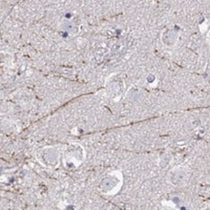 Merck Anti-DCLK3 antibody produced in rabbit