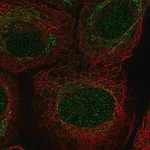 Merck Anti-PIWIL4 antibody produced in rabbit