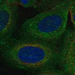 Merck Anti-TBC1D2B antibody produced in rabbit