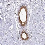 Merck Anti-CIB1 antibody produced in rabbit