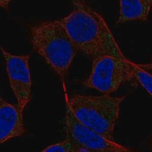 Merck Anti-DAND5 antibody produced in rabbit