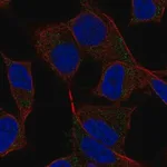 Merck Anti-DAND5 antibody produced in rabbit