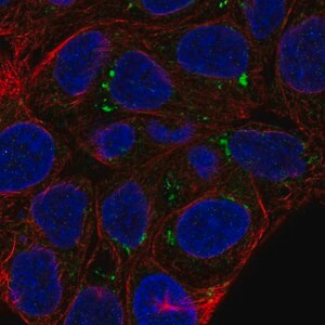 Merck Anti-FAM149A antibody produced in rabbit