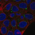 Merck Anti-FAM149A antibody produced in rabbit