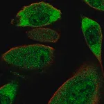 Merck Anti-COL28A1 antibody produced in rabbit