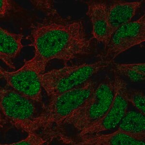 Merck Anti-ZNF560 antibody produced in rabbit