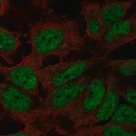 Merck Anti-ZNF560 antibody produced in rabbit