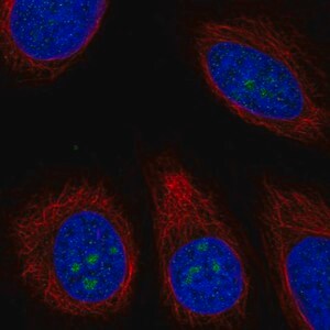 Merck Anti-TMEM217 antibody produced in rabbit