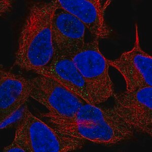 Merck Anti-SEZ6L antibody produced in rabbit
