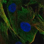 Merck Anti-C1orf54 antibody produced in rabbit