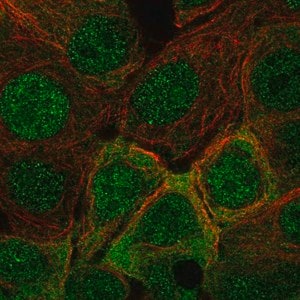 Merck Anti-IRS1 antibody produced in rabbit