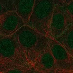 Merck Anti-FLT4 antibody produced in rabbit