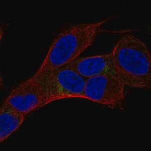 Merck Anti-HMP19 antibody produced in rabbit