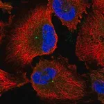 Merck Anti-CEP170 antibody produced in rabbit