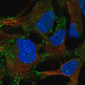 Merck Anti-LPAR4 antibody produced in rabbit