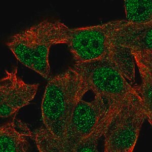 Merck Anti-RGL2 antibody produced in rabbit