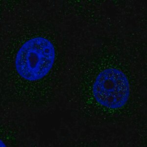 Merck Anti-SCO2 antibody produced in rabbit