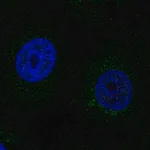 Merck Anti-SCO2 antibody produced in rabbit