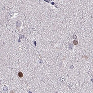 Merck Anti-SOX21 antibody produced in rabbit