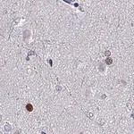 Merck Anti-SOX21 antibody produced in rabbit