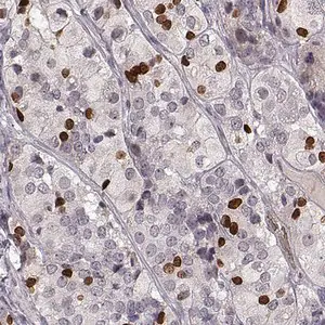Merck Anti-PROP1 antibody produced in rabbit