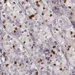 Merck Anti-PROP1 antibody produced in rabbit