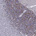 Merck Anti-TMEM266 antibody produced in rabbit