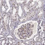 Merck Anti-RPP38 antibody produced in rabbit
