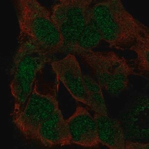 Merck Anti-ZFP82 antibody produced in rabbit