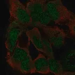 Merck Anti-ZFP82 antibody produced in rabbit