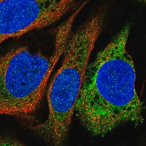 Merck Anti-PTGIS antibody produced in rabbit