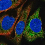 Merck Anti-PTGIS antibody produced in rabbit