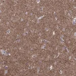 Merck Anti-GNAL antibody produced in rabbit