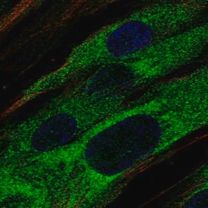 Merck Anti-ABCA9 antibody produced in rabbit
