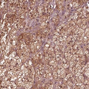 Merck Anti-ASCC2 antibody produced in rabbit