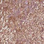 Merck Anti-ASCC2 antibody produced in rabbit