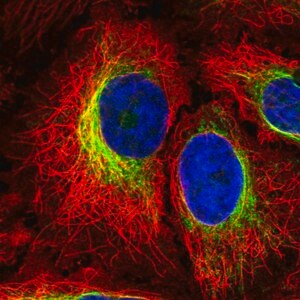 Merck Anti-PTPN18 antibody produced in rabbit