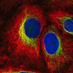 Merck Anti-PTPN18 antibody produced in rabbit