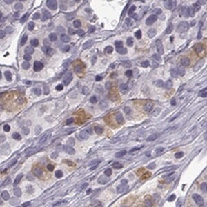 Merck Anti-TRHR antibody produced in rabbit