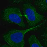 Merck Anti-RABIF antibody produced in rabbit