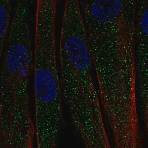 Merck Anti-C1QTNF7 antibody produced in rabbit