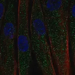 Merck Anti-C1QTNF7 antibody produced in rabbit