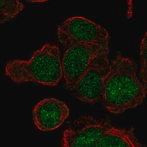 Merck Anti-LY6G6E antibody produced in rabbit