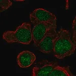 Merck Anti-LY6G6E antibody produced in rabbit