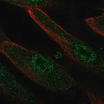 Merck Anti-LRRC32 antibody produced in rabbit