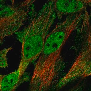 Merck Anti-CHRND antibody produced in rabbit