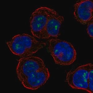 Merck Anti-PLEK antibody produced in rabbit