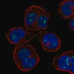 Merck Anti-PLEK antibody produced in rabbit