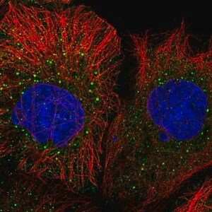 Merck Anti-MRPL50 antibody produced in rabbit