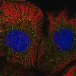 Merck Anti-MRPL50 antibody produced in rabbit